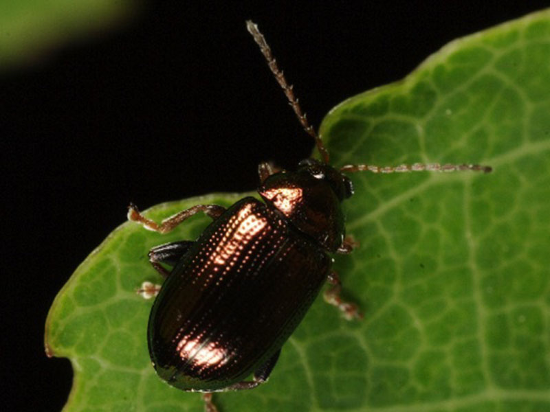 Buvači -podfamilija Halticinae - Slika 1