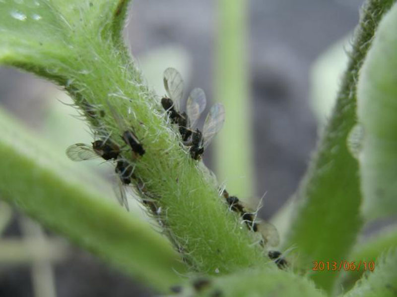 Crna repina vaš - Aphis fabae Scop.- Ratarstvo