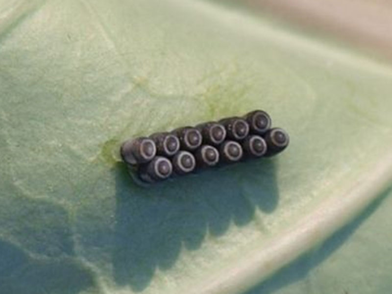 Crvena kupusna stenica - Eurydema ornata L. - Slika 1