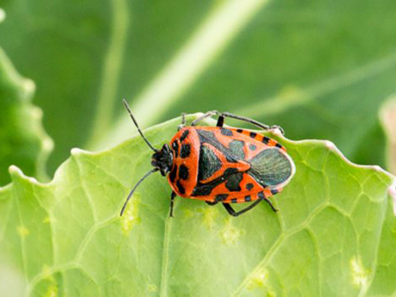 Crvena kupusna stenica - Eurydema ornata L.