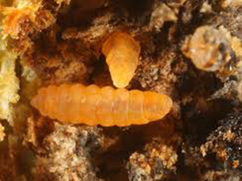 Malinina muva Galica – Lasioptera rubi - Slika 1