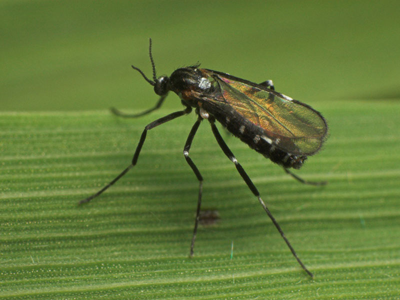 Malinina muva Galica – Lasioptera rubi - Slika 3