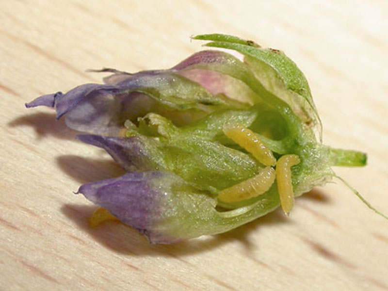 Lucerkina muva Galica – Contarinia medicaginis