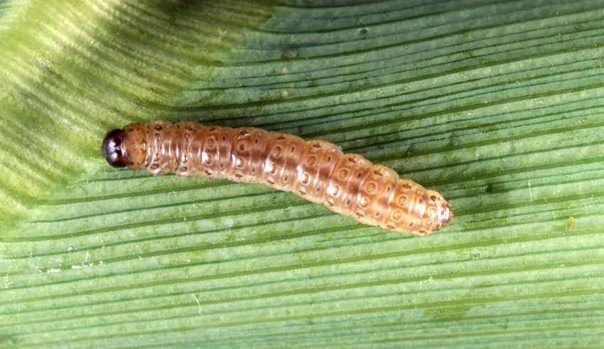 Kukuruzni plamenac – Ostrinia nubilalis - Slika 1