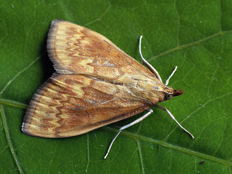 Kukuruzni plamenac – Ostrinia nubilalis