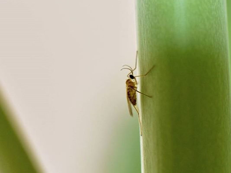 Kupusna galica – Contarinia nasturtii