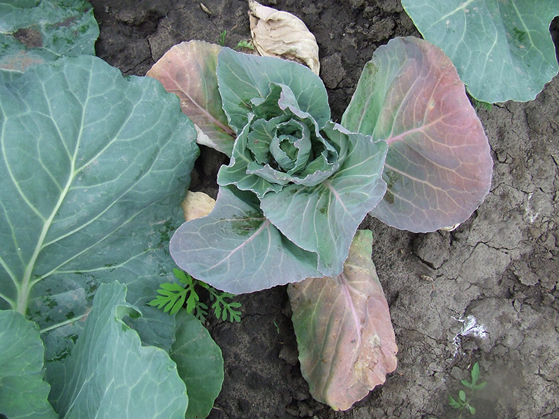 Kupusna muva – Chorthophila brassicae Bouche - Slika 3