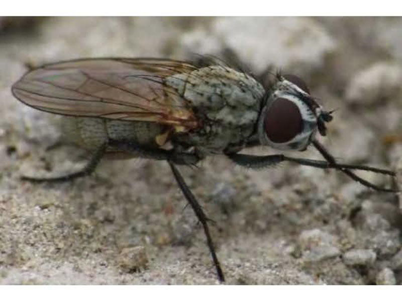 Kupusna muva – Chorthophila brassicae Bouche