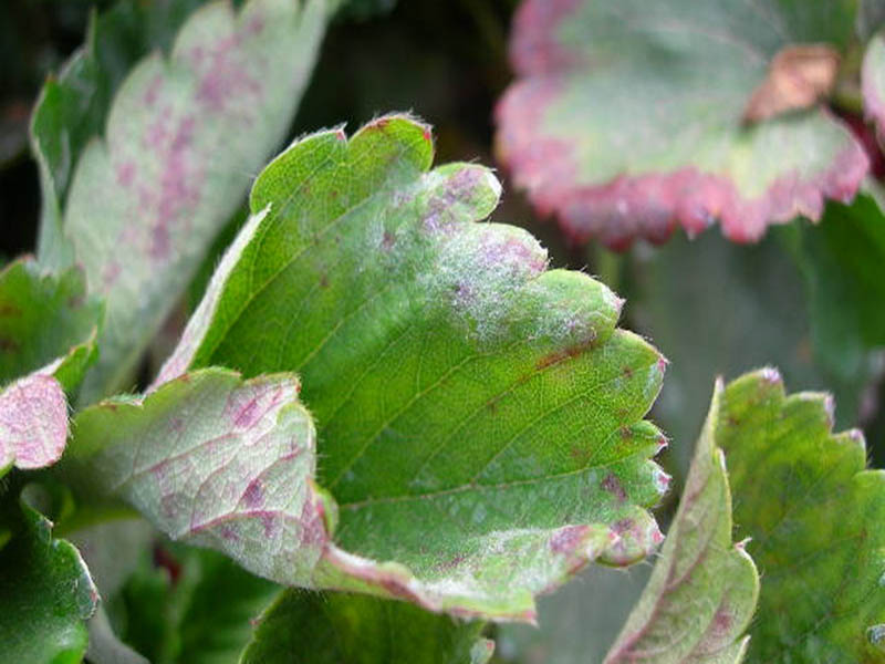 Pepelnica jagode – Podosphaera aphanis