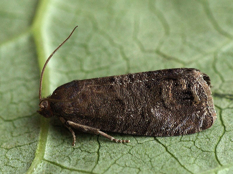 Kruškin smotavac – Laspeyresia pyrivora