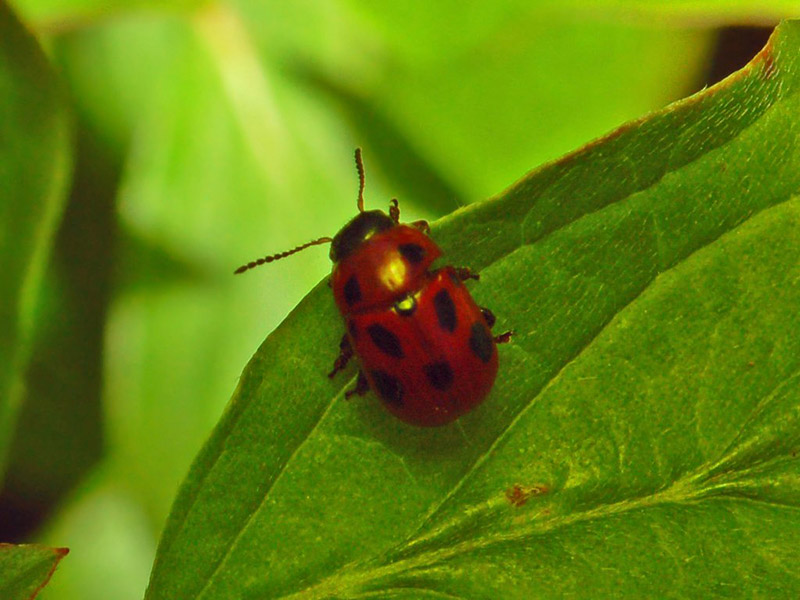 Lucerkina buba – Phytodecta fornicata