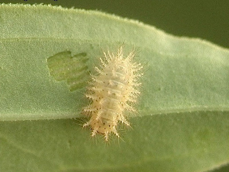 Lucerkina bubamara – Subcoccinella vigintiquatuorpunctata - Slika 2