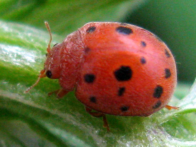 Lucerkina bubamara – Subcoccinella vigintiquatuorpunctata
