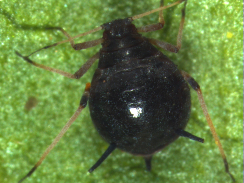 Lucerkina crna vaš  -  Aphis craccivora Koch.