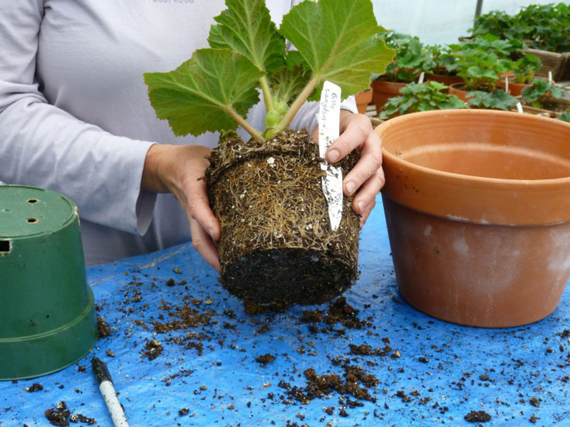 Begonija - Sadnja i razmnožavanje