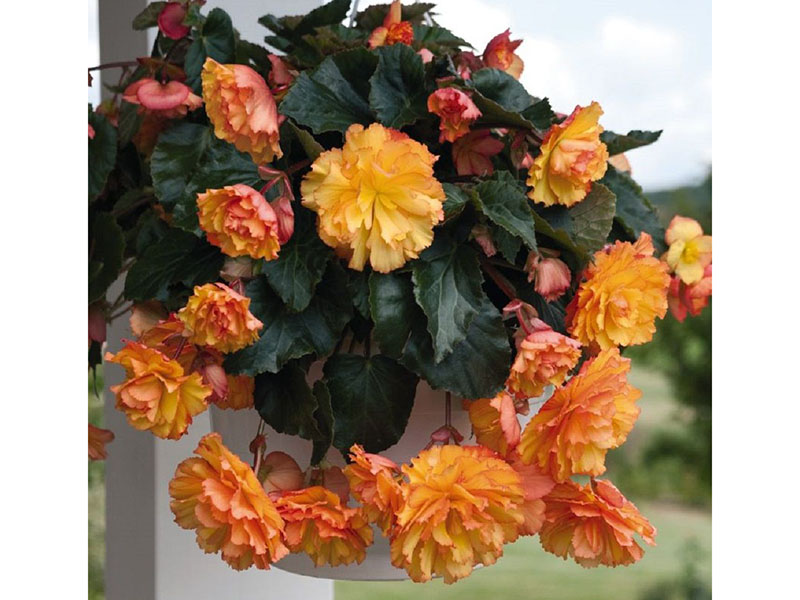 Begonija - Gajenje, nega i održavanje