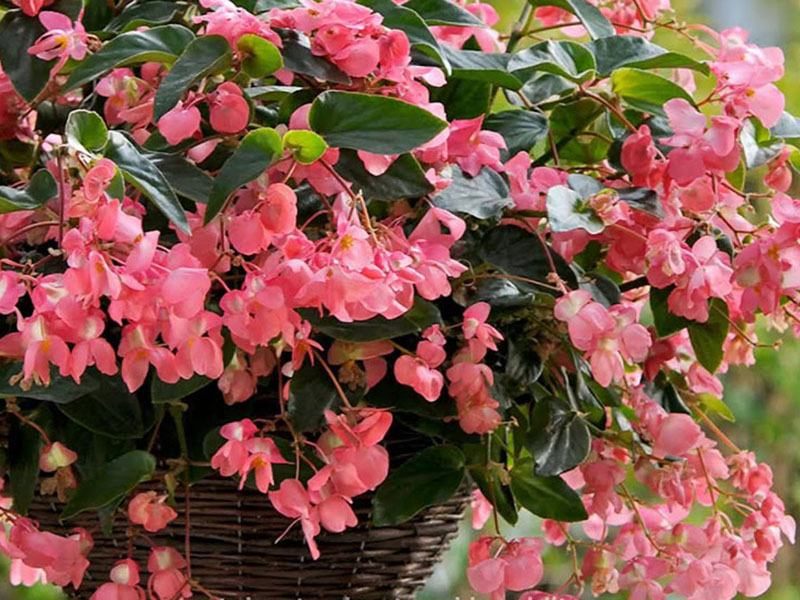 Begonija - Gajenje, nega i održavanje - Slika 1