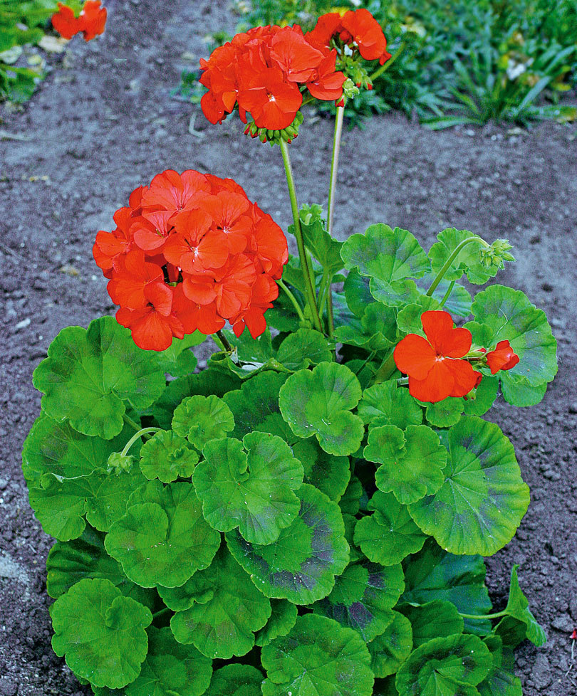 Muškatla - Sadnja i razmnožavanje