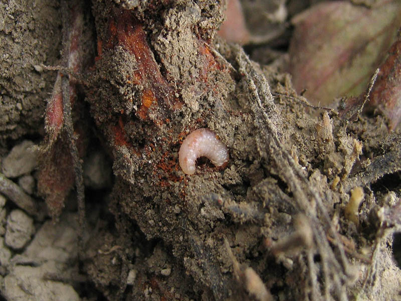 Jagodin rilaš - Otiorhynchus ovatus