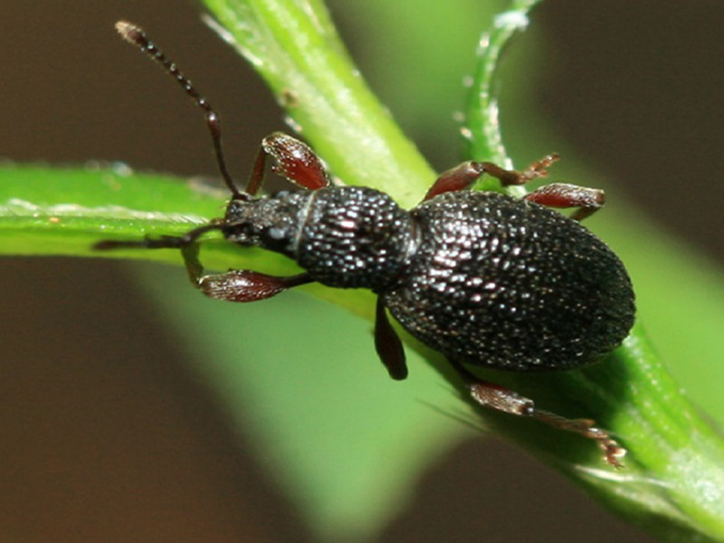 Jagodin rilaš - Otiorhynchus ovatus - Slika 1