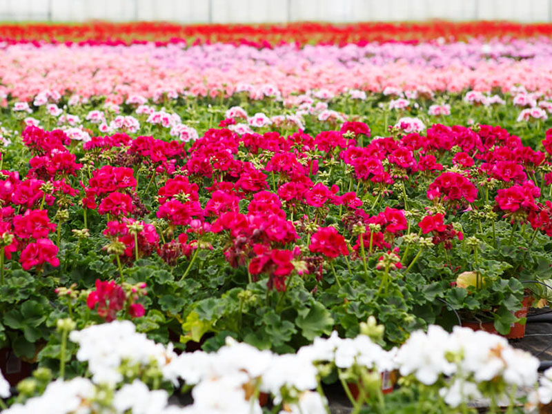 Muškatla - Gajenje , nega i održavanje