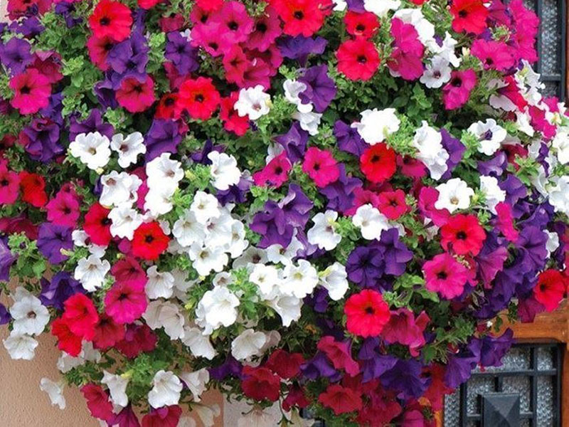 Petunija - Opis biljke