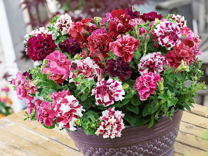 Petunija - Gajenje, nega i održavanje