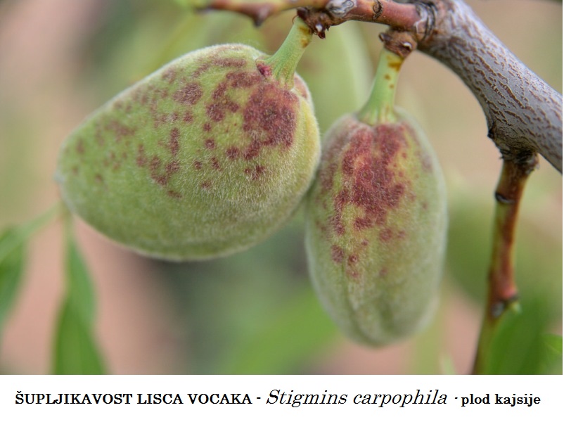 Šupljikavost lisca voća - Stigmina carpophila - kajsija