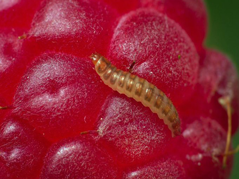Malinina buba - Byturus tomentotus - Slika 2