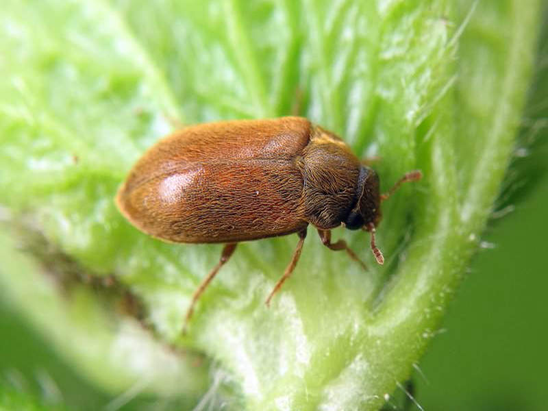 Malinina buba - Byturus tomentotus - Slika 3