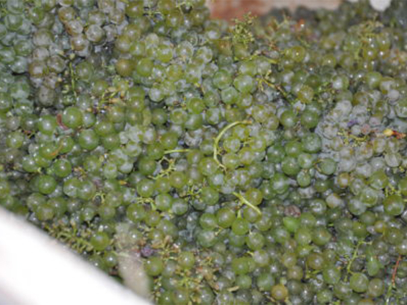 Šema vinifikacije za bela vina