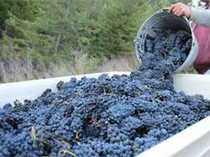 Šema vinifikacije za crvena vina - Slika 1