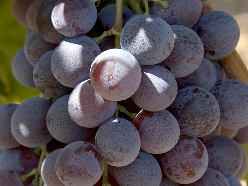 Šema vinifikacije za rose vina