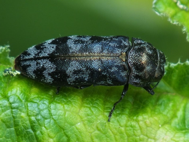 Malinin korebus – Coroebus rubi