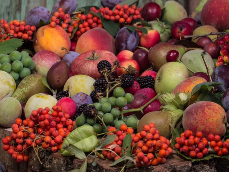 Bio gnezdo primena u voćarstvu - Slika 2