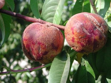 Nedostatak bora ( B ) - breskvama