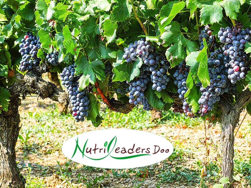 Nutrileaders - djubriva u vinogradima