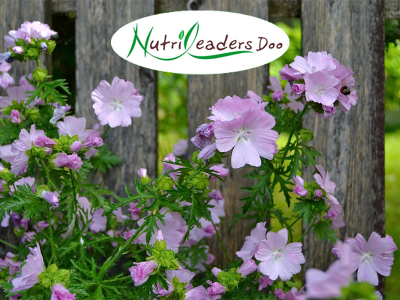 Nutrileaders - djubriva u cvecarstvu