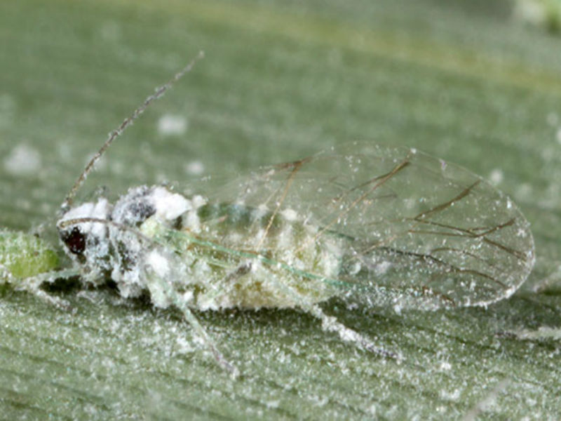 Šljivina (brašnava) vaš - Hyalopterus pruni