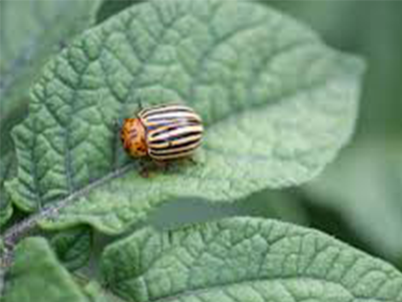 Krompirova zlatica – Leptinotarsa decemlineata - Slika 2