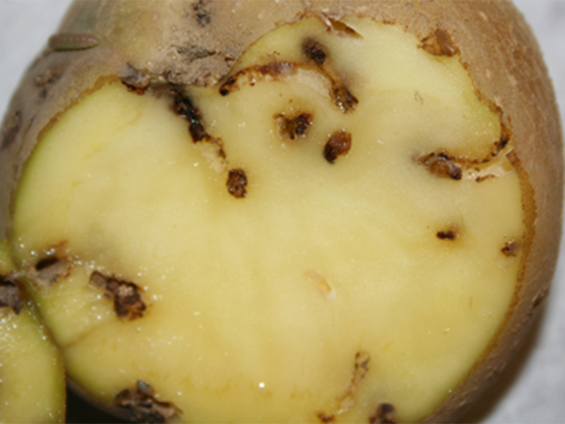 Krompirov moljac – Phthorimea operculella