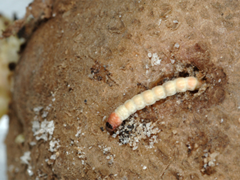 Krompirov moljac – Phthorimea operculella - Slika 3