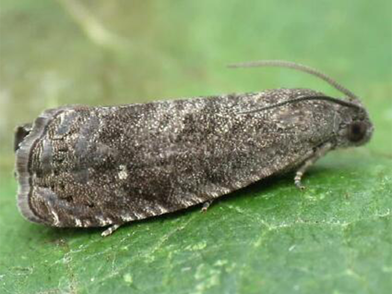 Breskvin smotavac – Cydia molesta - Slika 2