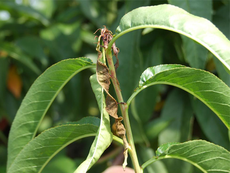 Breskvin smotavac – Cydia molesta - Slika 3