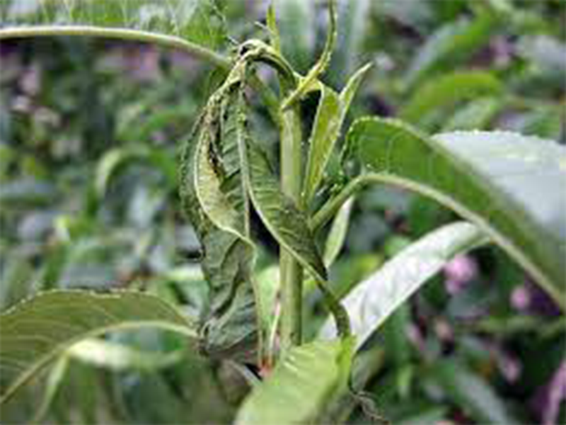 Breskvin moljac – Anarsia lineatella - Slika 2