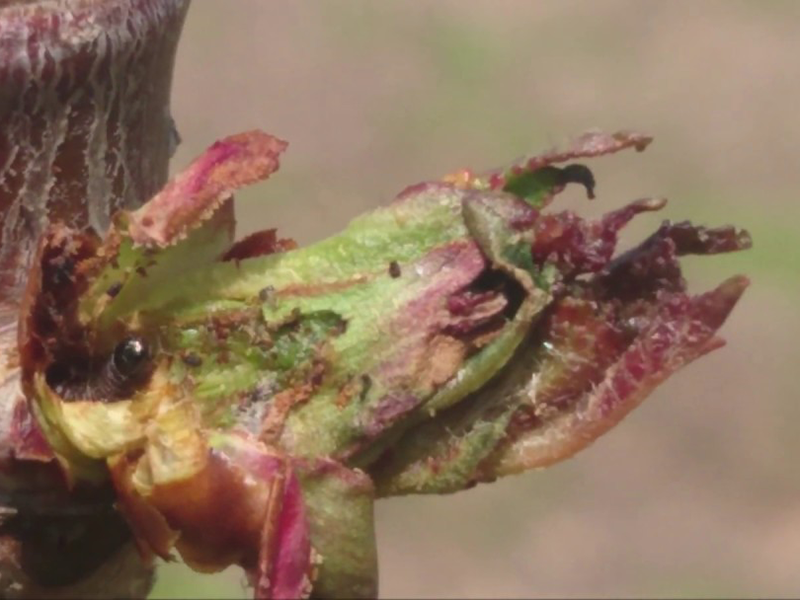 Breskvin moljac – Anarsia lineatella