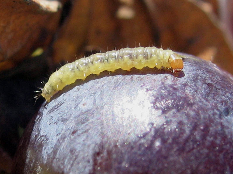 Sivi grozdov smotavac – Polychrosis botrana - Slika 3
