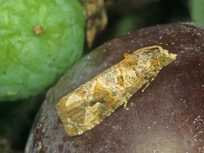 Sivi grozdov smotavac – Polychrosis botrana