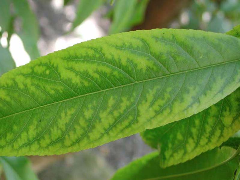 Nedostatak mangana (Mn) - u breskvama