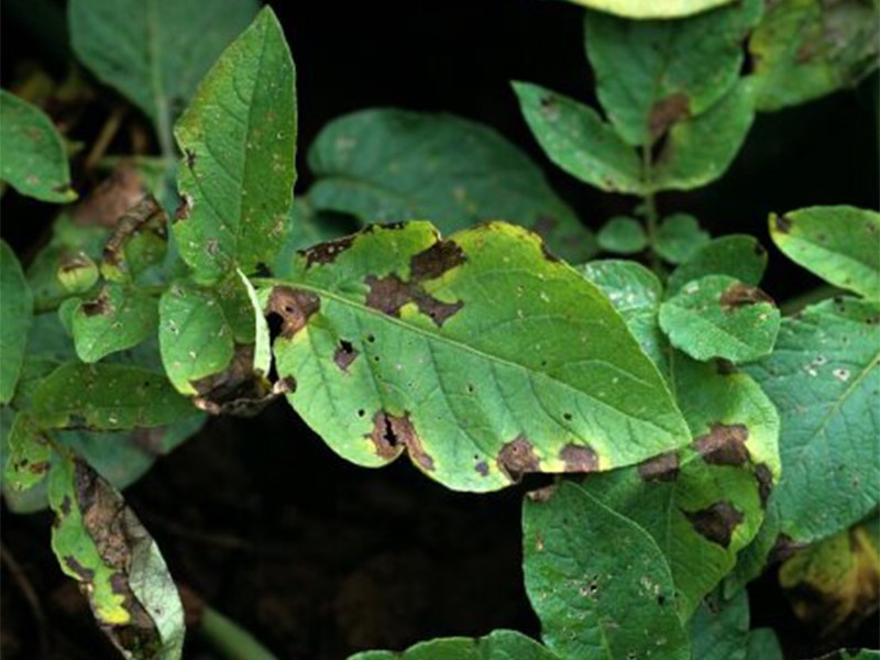 Crna pegavost krompira (Alternaria solanii)